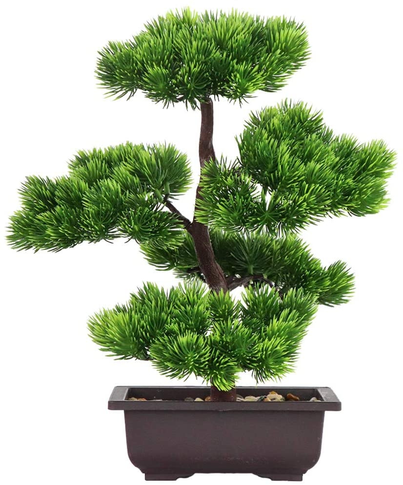 Bonsai Garden Pot - Bonsái de pino japonés para decoración