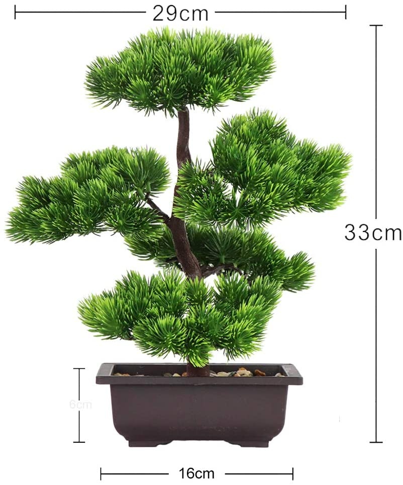 Bonsái de pino japonés para de - Bonsai Garden Pot reseña y precio