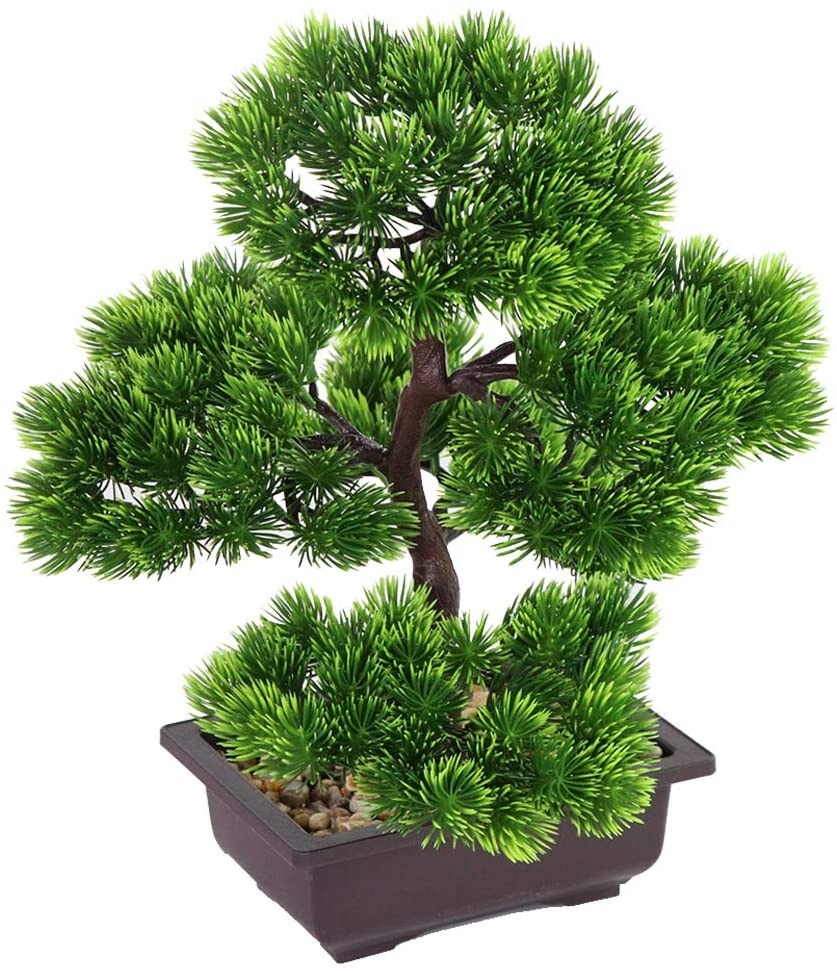 Bonsái de pino japonés para de - Bonsai Garden Pot reseña y precio