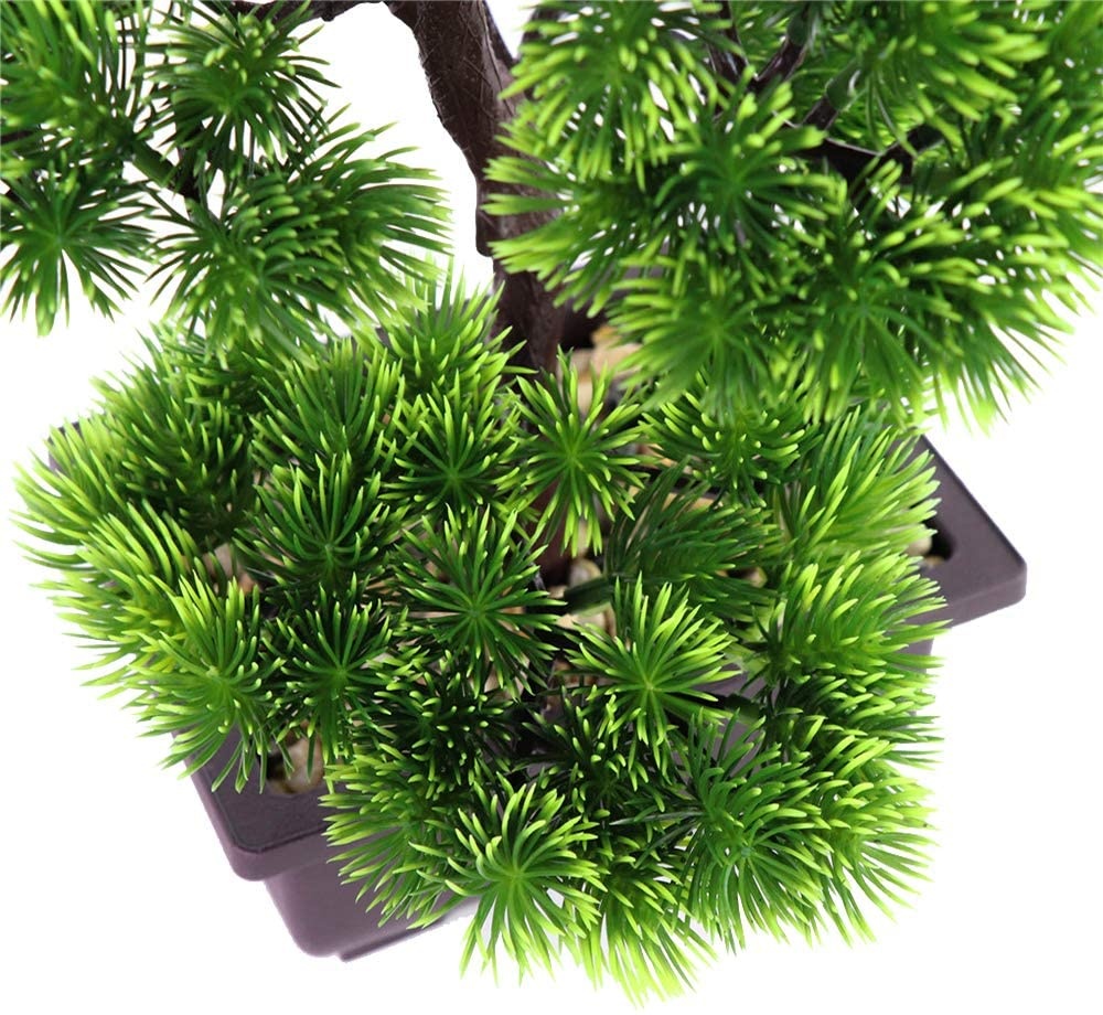 Bonsái de pino japonés para de - Bonsai Garden Pot reseña y precio