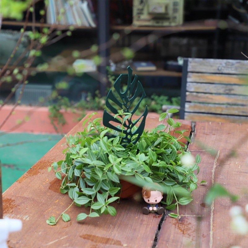 Soporte de escalada para plant - Bonsai Garden Pot reseña y precio